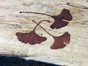 Bench Inlay